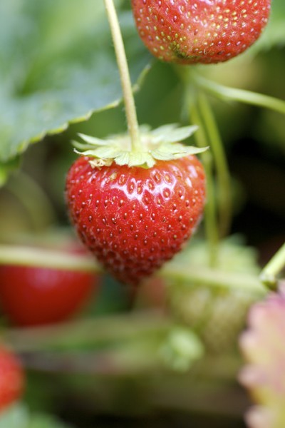 Start now for juicy summer strawberries